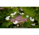 HYDRANGEA macrophylla 'Tricolor' - Été