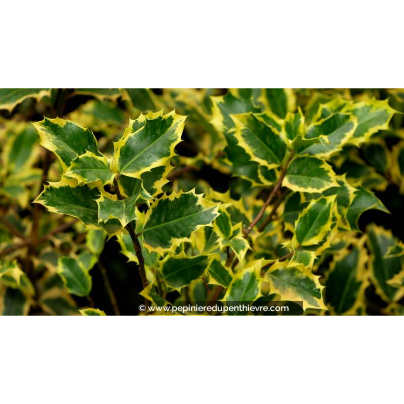 ILEX aquifolium 'Madame Briot' - Été