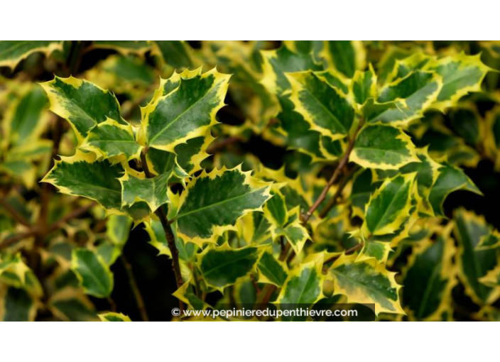 ILEX aquifolium 'Madame Briot' - Été