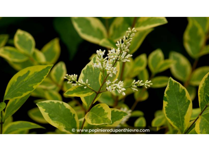 LIGUSTRUM ovalifolium 'Aureum' - Été