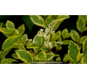 LIGUSTRUM ovalifolium 'Aureum' - Été