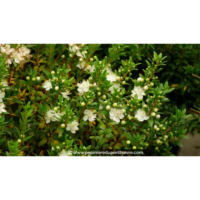 MYRTUS communis 'Tarentina' - Été