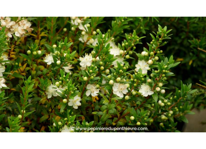 MYRTUS communis 'Tarentina' - Été