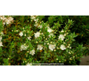 MYRTUS communis 'Tarentina' - Été