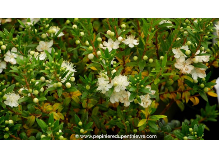 MYRTUS communis 'Tarentina' - Été