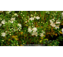 MYRTUS communis 'Tarentina' - Été