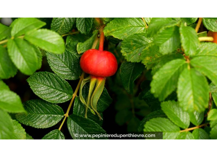 ROSA rugosa 'Rubra'