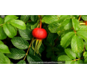 ROSA rugosa 'Rubra'