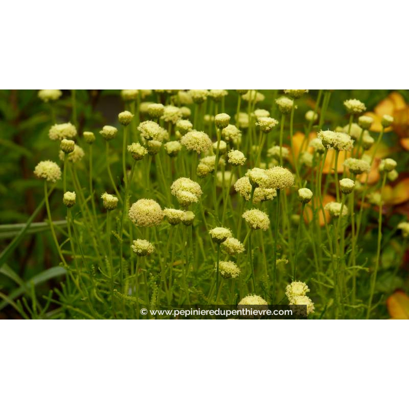 SANTOLINA virens 'Lemon Fizz' - Été