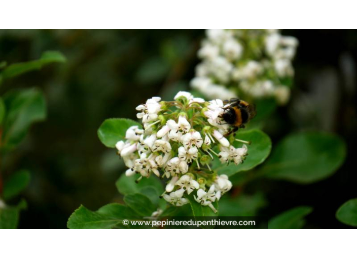 ESCALLONIA 'Iveyi' - Été