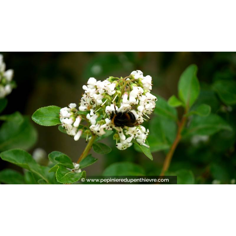 ESCALLONIA 'Iveyi' - Été