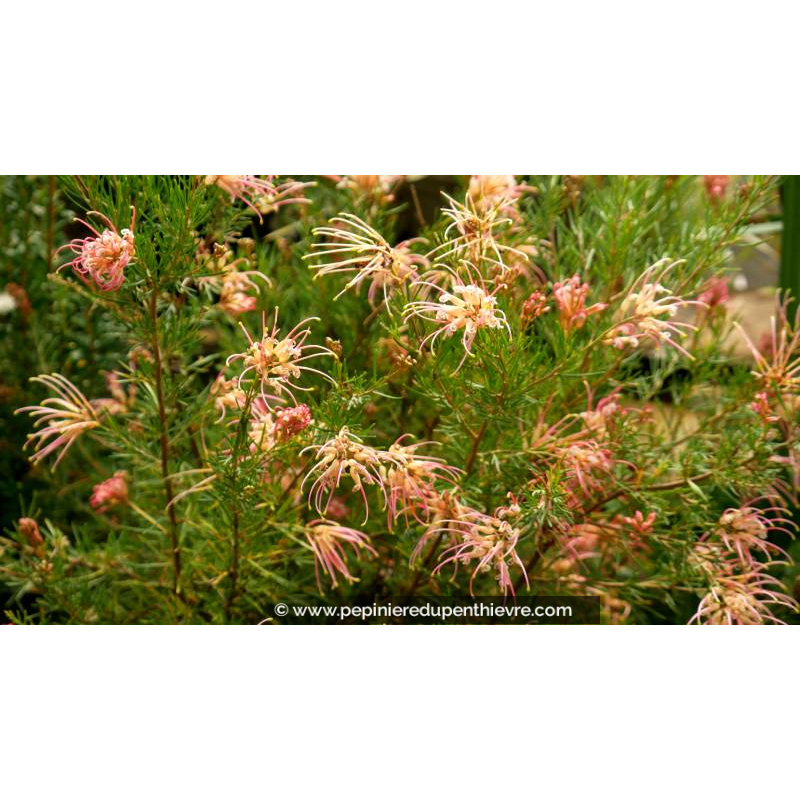 GREVILLEA  'Desert Flame' - Été
