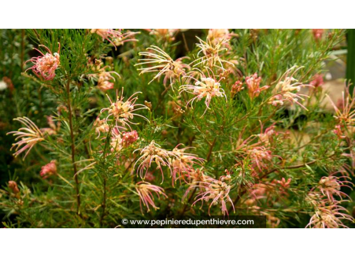GREVILLEA  'Desert Flame' - Été