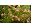 GREVILLEA  'Desert Flame' - Été