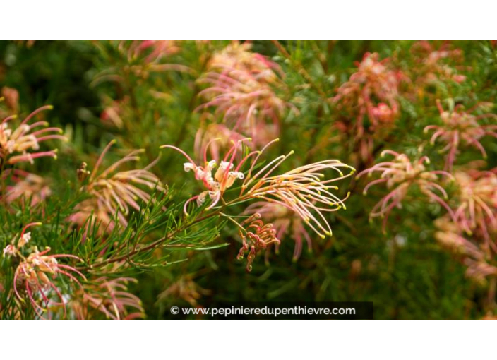GREVILLEA  'Desert Flame' - Été