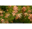 GREVILLEA  'Desert Flame' - Été