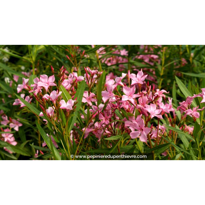 NERIUM oleander - Été