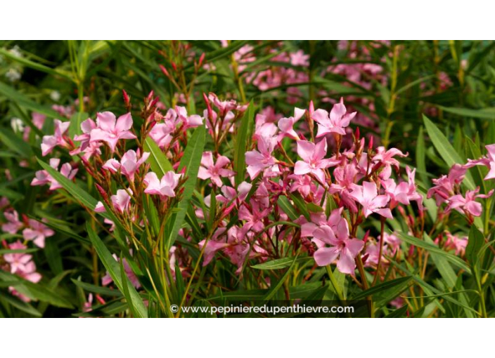 NERIUM oleander - Été