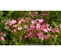 NERIUM oleander - Été