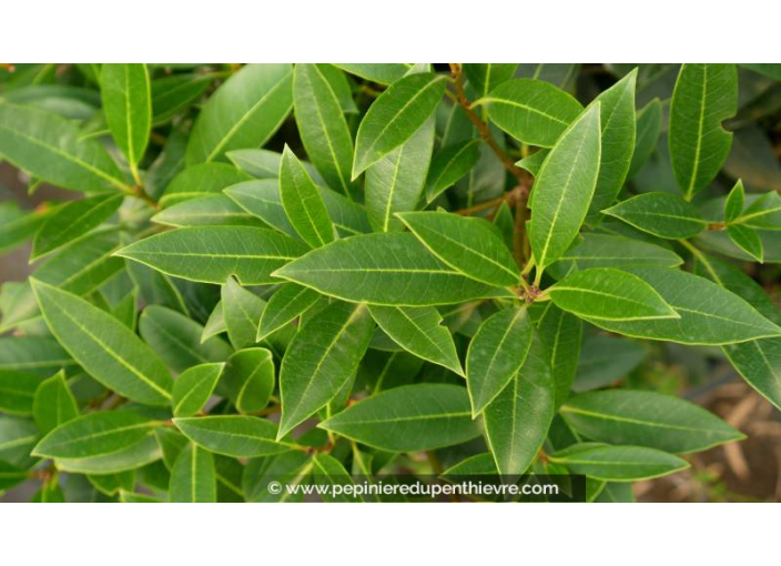 OSMANTHUS decorus - Été