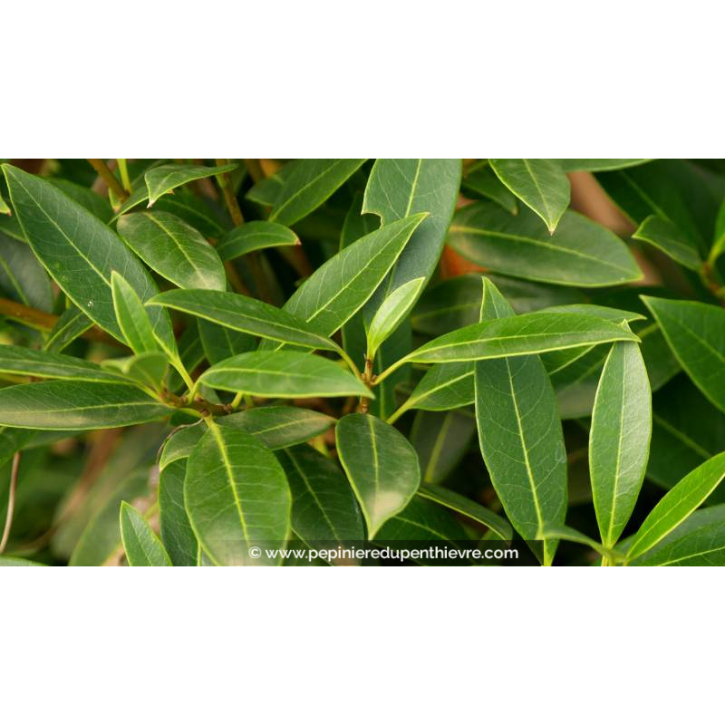 OSMANTHUS decorus - Été