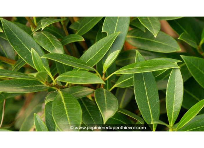 OSMANTHUS decorus - Été