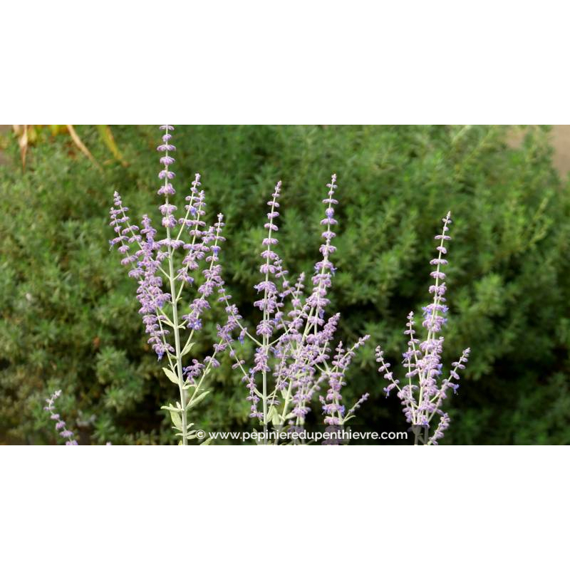PEROVSKIA atriplicifolia 'Little Spire' - Été