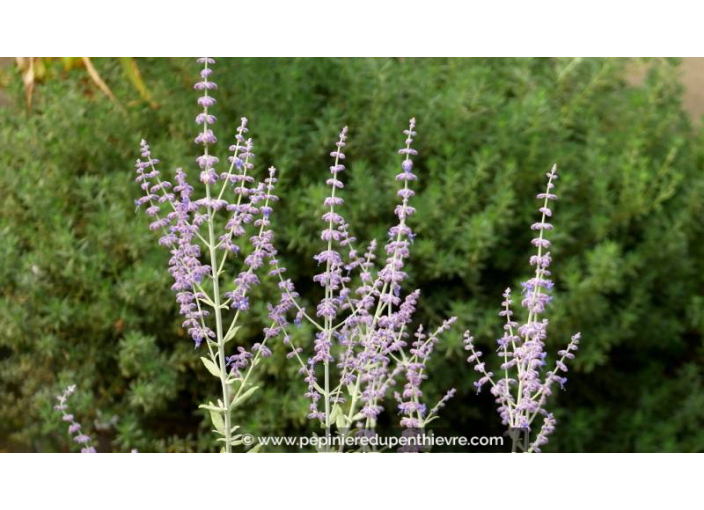 PEROVSKIA atriplicifolia 'Little Spire' - Été