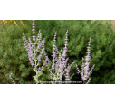 PEROVSKIA atriplicifolia 'Little Spire' - Été