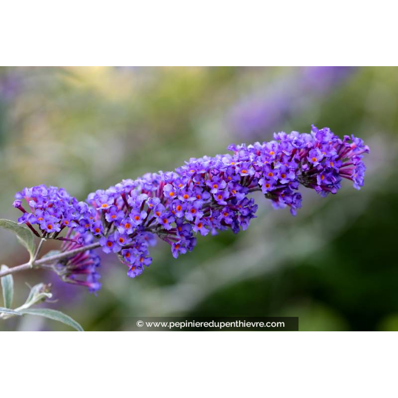 BUDDLEJA 'Nanho Blue'