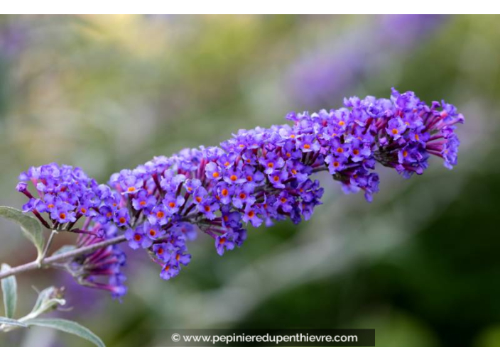 BUDDLEJA 'Nanho Blue'