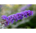 BUDDLEJA 'Nanho Blue' BUDDLEJA 'Nanho Blue'