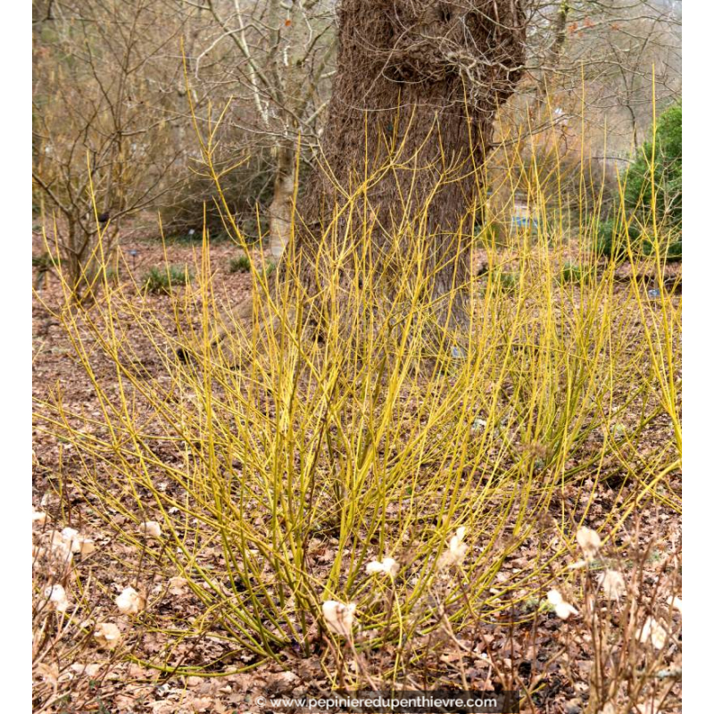 CORNUS sericea 'Flaviramea' - Hiver
