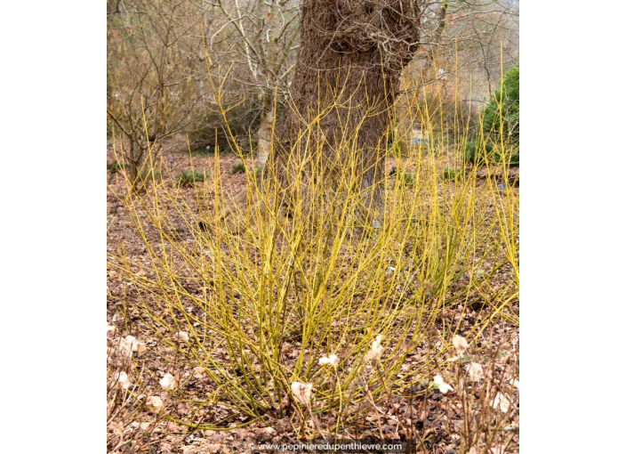 CORNUS sericea 'Flaviramea' - Hiver
