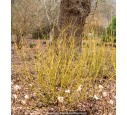 CORNUS sericea 'Flaviramea' - Hiver