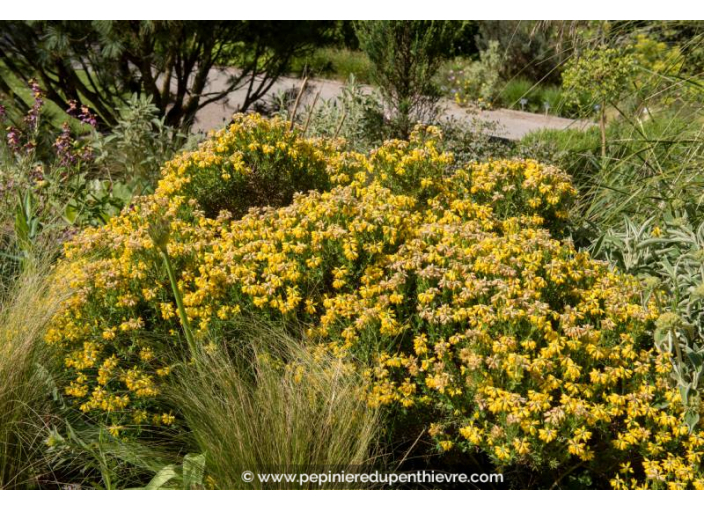 CORONILLA glauca