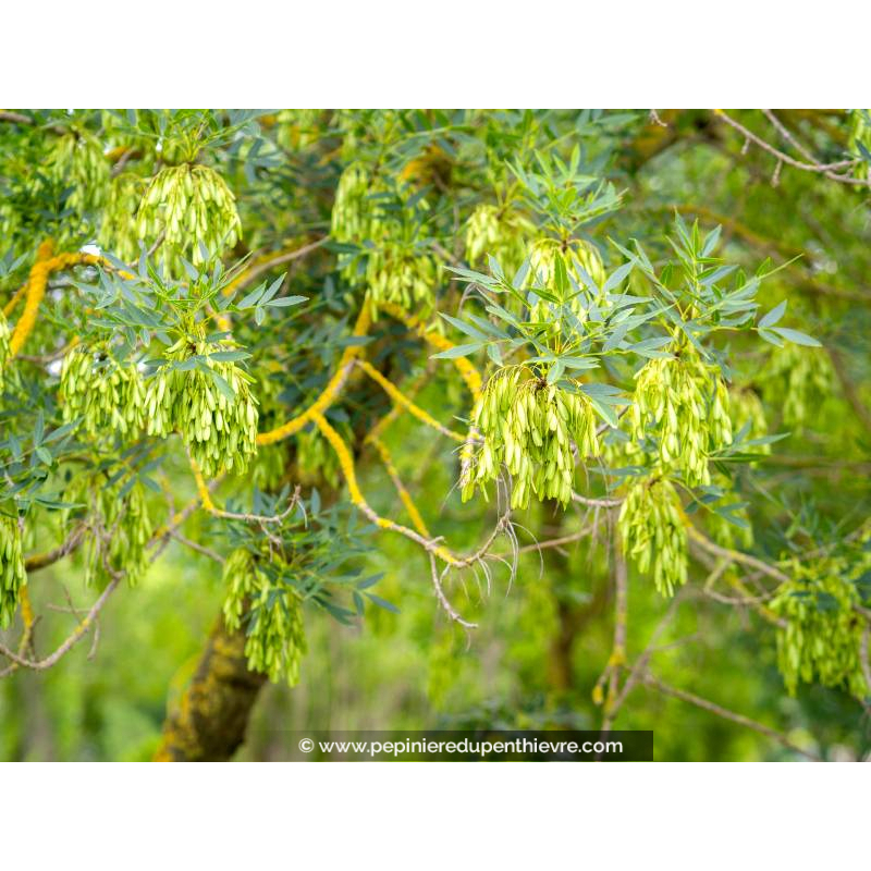 FRAXINUS angustifolia