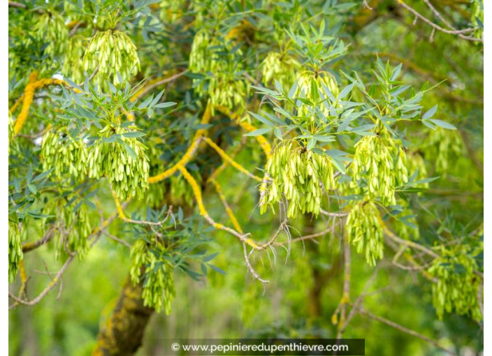 FRAXINUS angustifolia