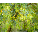 FRAXINUS angustifolia
