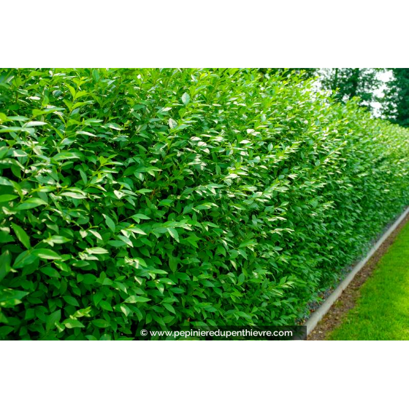 LIGUSTRUM vulgare 'Atrovirens'