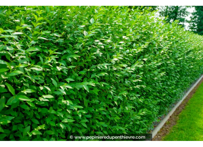 LIGUSTRUM vulgare 'Atrovirens'