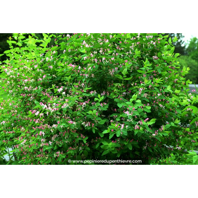 LONICERA tatarica