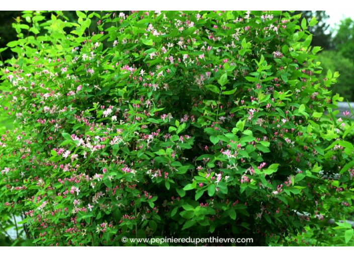 LONICERA tatarica