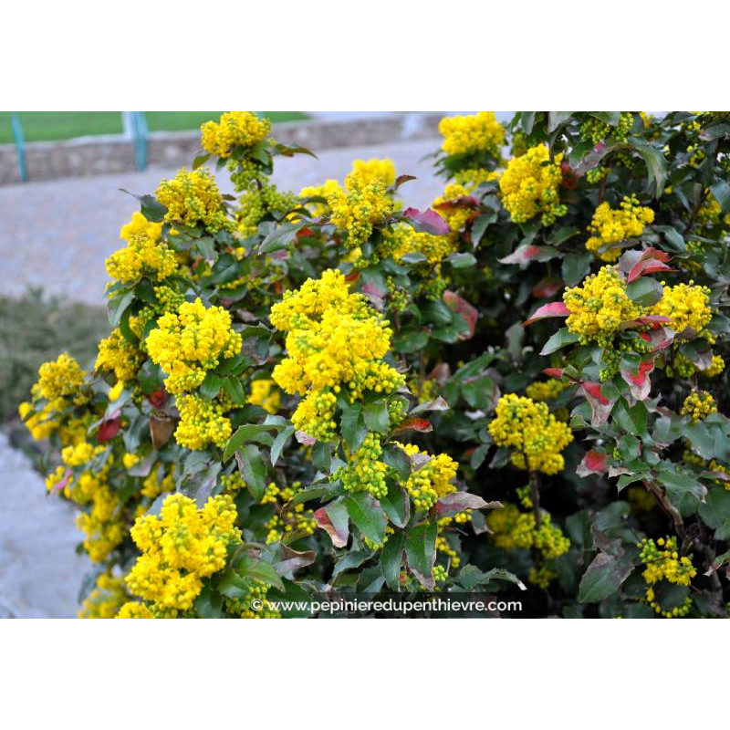 MAHONIA aquifolium