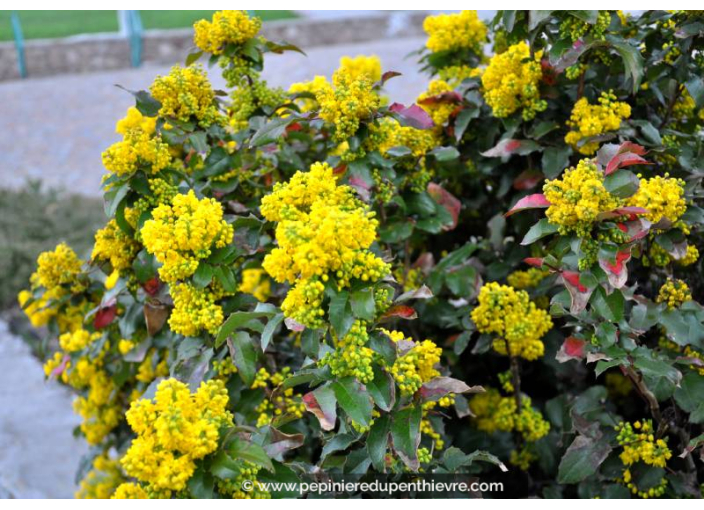 MAHONIA aquifolium