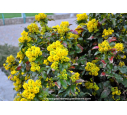MAHONIA aquifolium