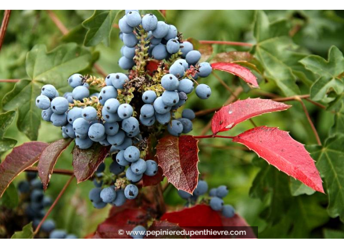 MAHONIA aquifolium