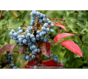 MAHONIA aquifolium
