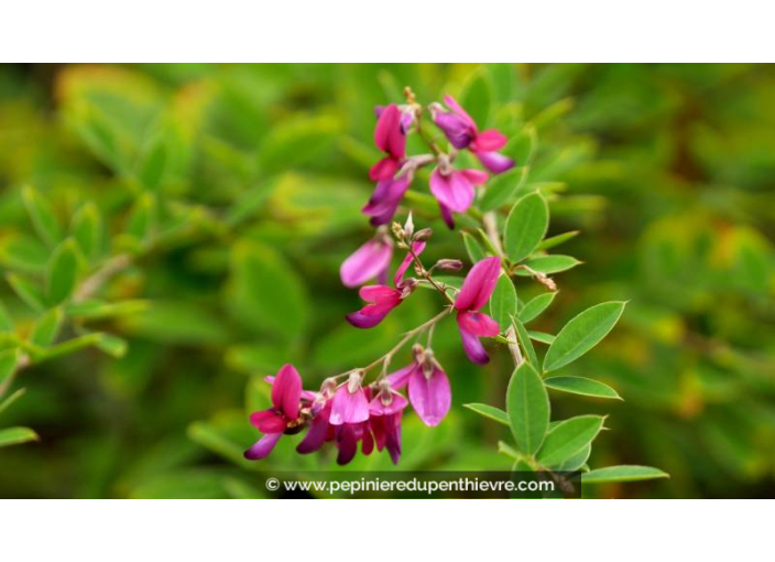 LESPEDEZA thunbergii - Été