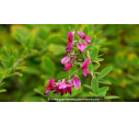 LESPEDEZA thunbergii - Été